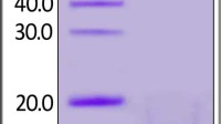 Acrobiosystems Stock